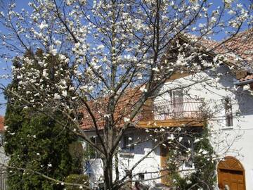 Фотографии Гостевой дом Pensiunea Magnolia г. Prejmer (Румыния) №4 Фото Гостевой дом Pensiunea Magnolia г. Prejmer 4